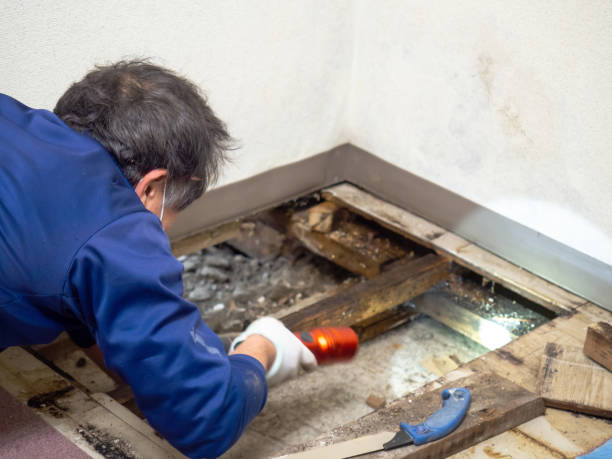 Best Black Mold Removal  in Madison Heights, VA