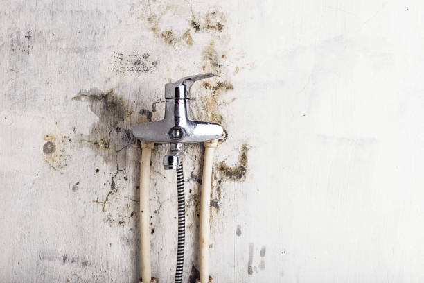 Best Same-Day Mold Removal  in Madison Heights, VA