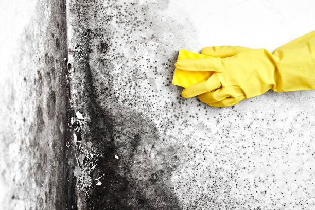 Best Mold Removal Specialists  in Madison Heights, VA