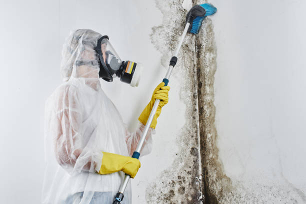 Best Local Mold Removal Service  in Madison Heights, VA