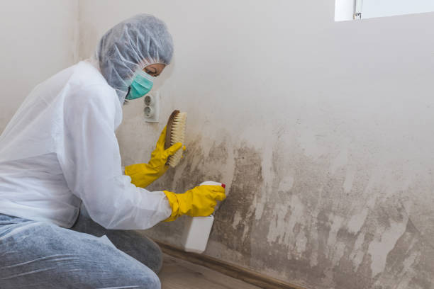 Best Mold Removal Company Near Me  in Madison Heights, VA
