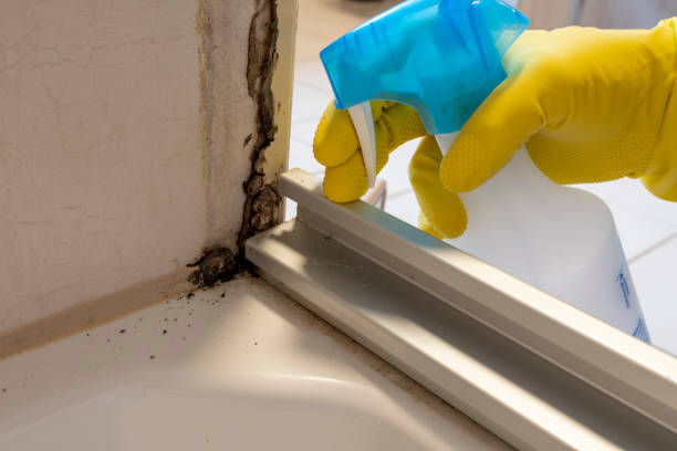Best Affordable Mold Removal  in Madison Heights, VA