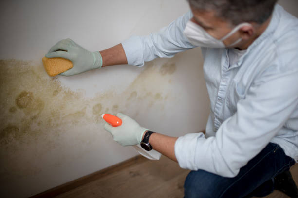 Best Mold Removal Near Me  in Madison Heights, VA
