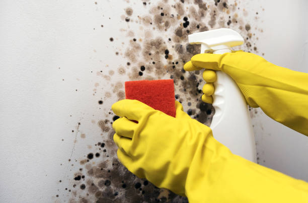 Mold Removal Process in Madison Heights, VA