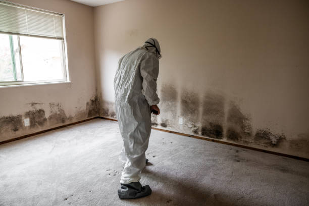 Madison Heights, VA Mold Removal Company
