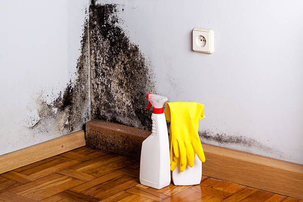 Best Affordable Mold Removal  in Madison Heights, VA