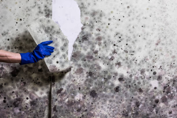 Best Commercial Mold Removal  in Madison Heights, VA