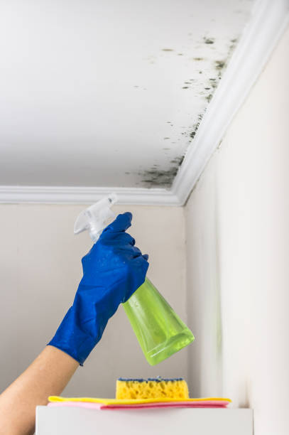Best Mold Cleaning Services  in Madison Heights, VA