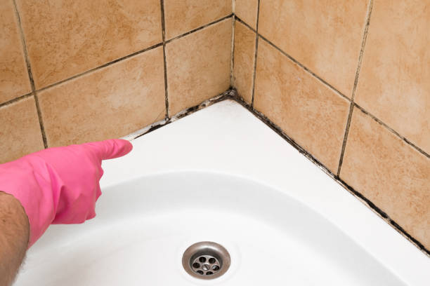 Best Mold Testing and Removal  in Madison Heights, VA